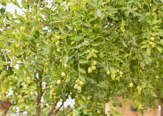 Het eiland van de Lotuseters: Het drugseiland uit de Odyssee