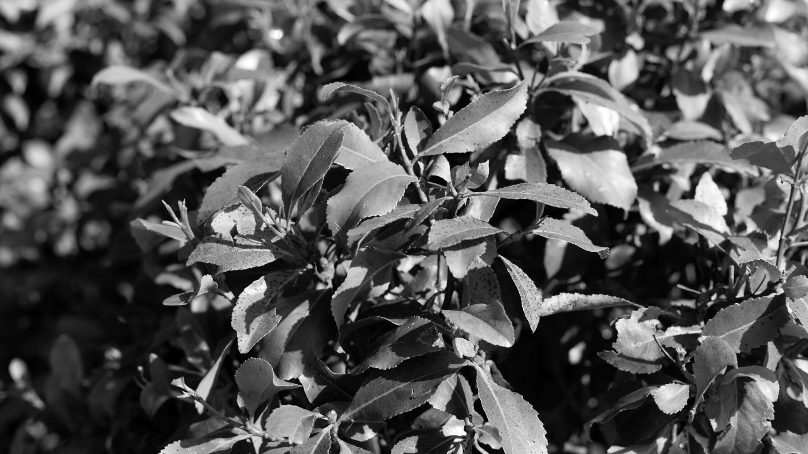 Bladeren van de Qat-struik